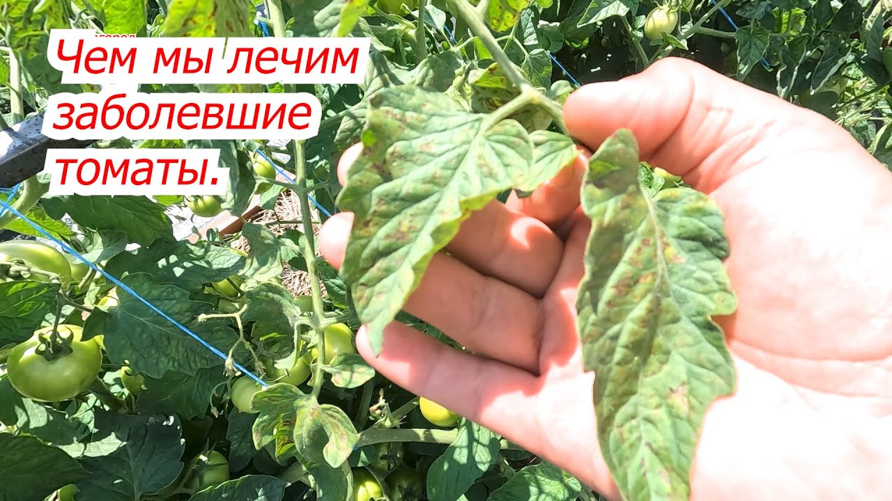 Увидели такое на томатах? Срочно обработайте! Спасаем томаты на грядке.
