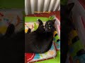 Interactions Between Cats and Babies