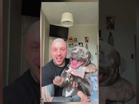 happy family #trending #tiktok #love #dog #shorts
