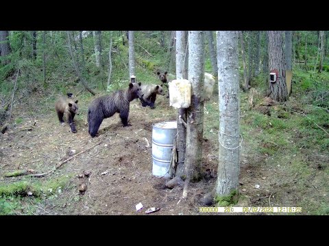 МЕДВЕДИЦА С ТРЕМЯ МЕДВЕЖАТАМИ ПРИШЛИ НА НОВОЕ МЕСТО.