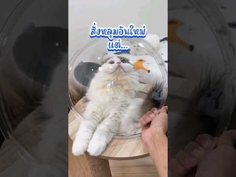 สั่งหลุมใหม่ #cat #แมว #แมวน่ารัก #ชาบูแมวมีปีก #เต้าหู้การละคร