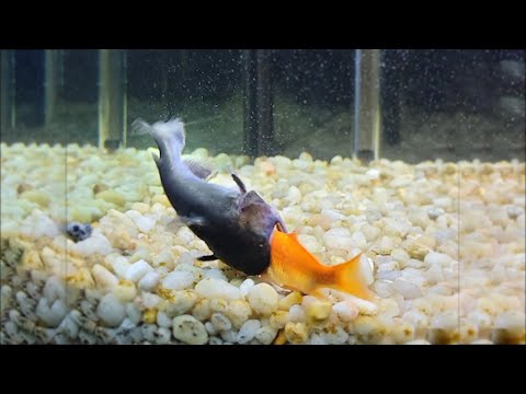 Gulper Cat Fish Eats My Pet Fish!!