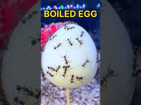 ANTS VS BOILED EGG!!