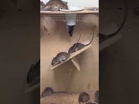 Easy mouse trap/good rat trap at home