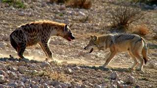 🐺🔥 When a powerful grey wolf faces off against a fearless spotted hyena… who really has upper hand?