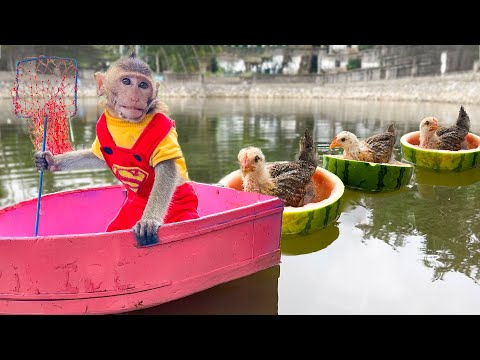 Monkey baby BonBO Puppies goes catch colorful Chicks and Ducks in the pond Animal Islands revolt