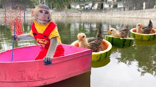 Monkey baby BonBO Puppies goes catch colorful Chicks and Ducks in the pond Animal Islands revolt