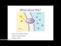 Transport Mechanisms in Cells