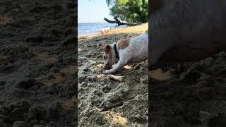 Dog on the beach / Cute dogs Jack Russell Terrier  #dog #jackrussell