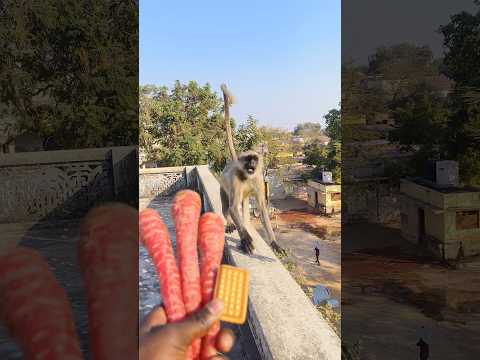Hanuman