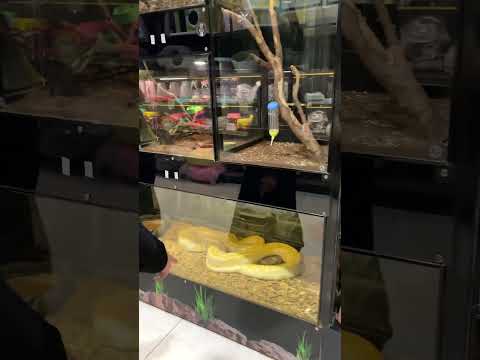 لقينا ثعبان كبير 🐍 #اكسبلور #كوميديات #funny #لايك #shorts #shortvideo #ترند #ضحك