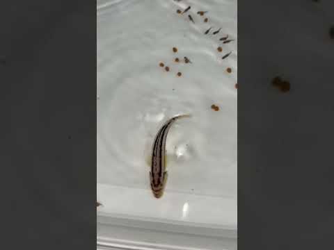 auratus fish giving birth to too many baby fish ??? #fish #fishing