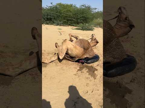 وكان الجمل قد قال بالفعل إذا وجدت أرضًا مبللة، فسوف أستلقي بالتأكيد سعيدًا