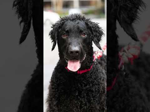 Thomas the Curly-Coated Retriever