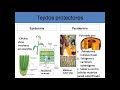 Tejidos y Funciones en Plantas