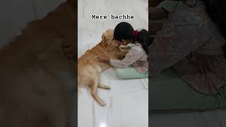 pyare bachhe🥰#shorts #viral #labrador #goldenretriever #cutebaby