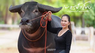 เพชรน้ำโขง(เพชรตาดทอง) ลูกชายโชคกระบี่ โชคปัญญาฟาร์ม จ.บึงกาฬ