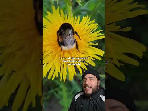 Abejorro mueve la colita #shorts #short #animalfun