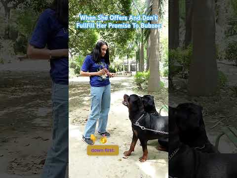 Dog Behaviour Especially Rottweilers. Mother Of Rottweiler With Rottweilers. #shorts  #rottweiler