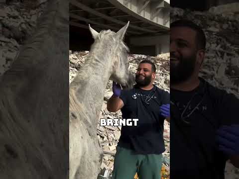 🐴💔 Mann rettet hungerndes Pferd auf der Straße und schenkt ihm ein neues Leben 🙏❤️ Cred:aliassafari1