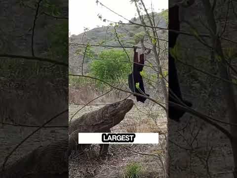 World's Largest Bat vs. Komodo Dragon: An Unbelievable Showdown! #shorts #short