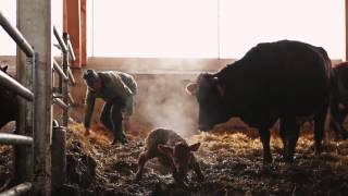 Ein Murnau-Werdenfelser Kalb wurde geboren