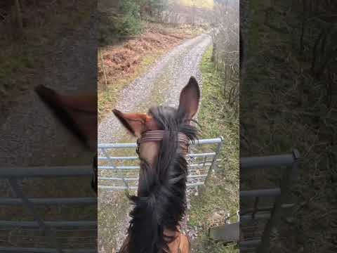 Teamwork on horseback ❤️ #horse