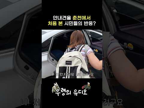 춘천에서 안내견과 겪은 놀라운 상황👏🏻 #shorts