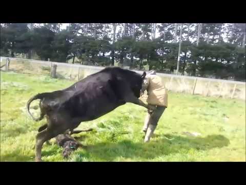 Mother Cow Protects Baby Calf, Attacks Dairy Farmer