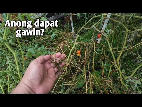 BINAHA NA NAMAN ANG GARDEN KO DAHIL SA BAGYO