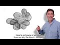 Organoid Research in Animal Biology