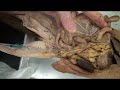 Digestive System and Blood Supply