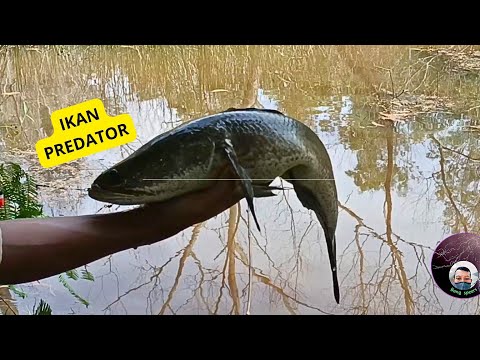 MANCING LIAR