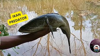 MANCING LIAR