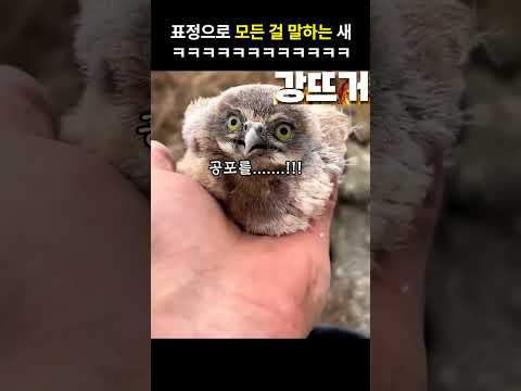 그날 조류는 떠올렸다 ㅋㅋㅋ