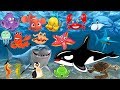 Marine Animals and Glitter Discussion