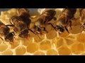 Understanding Bee Communication