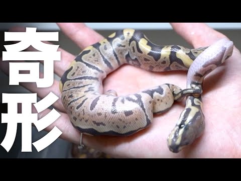 重度の奇形と神経障がいを持って産まれてきたヘビ