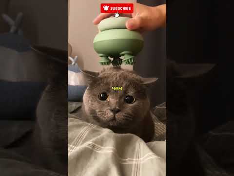 😲🐶 Никто не ожидал такого от собаки