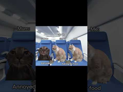 A classic holiday #cat #fypシ゚viral #meme #relatable #viral #pov #fyp