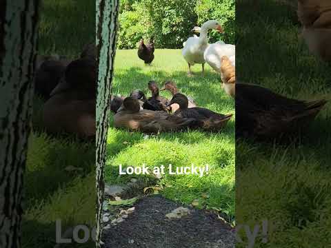 Look who's out with the big geese! Our little guy, Lucky! #geese #farmlife