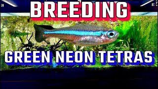 Breed Green NEON TETRAS Like a PRO