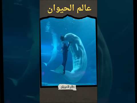 لن تصدق ماذا فعل الحوت مع الرجل 🤯😱 #حيوانات_مفترسه #حيوانات #عالم_الحيوان #عالم #البرية #معلومات#كنز