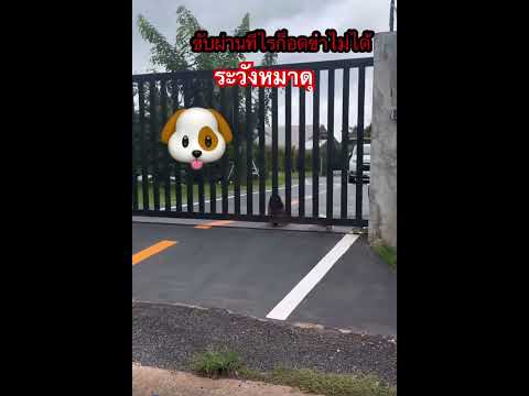 ระวังหมาดุ
