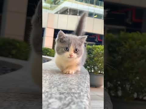 Cute kitten baby ๐๐ผ๐๐ผ#cat #shorts #viralshort #shortsfeed #ytcat