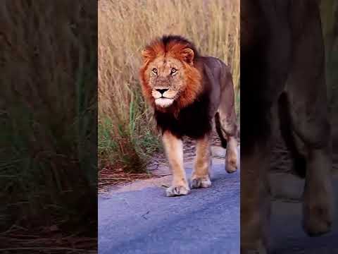 Lion stalking hyena