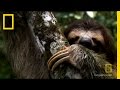 Understanding Sleep Patterns in Sloths and Humans