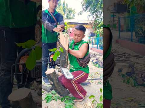 tree cutting skill techniques #shortvideo #chainsaw #woodworking