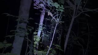 COYOTE IN CLOSE!!