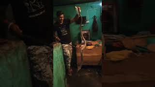 रात के समय6फीट का कोबरा सांप घर में #snake #cobra #animal #wildliferescue #snakecobra #rescueefforts